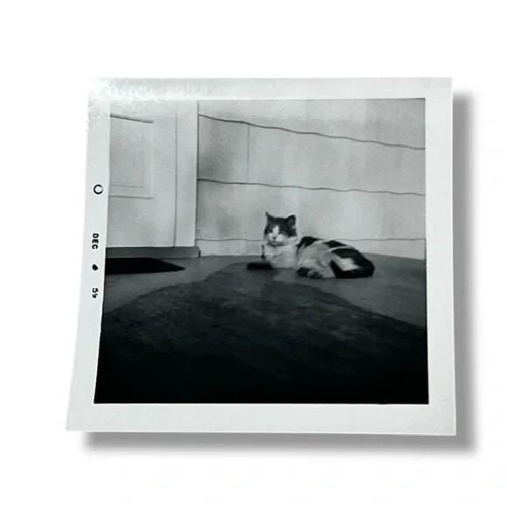 Cat Sunning on Porch c1959 Vintage Found Photo DBX